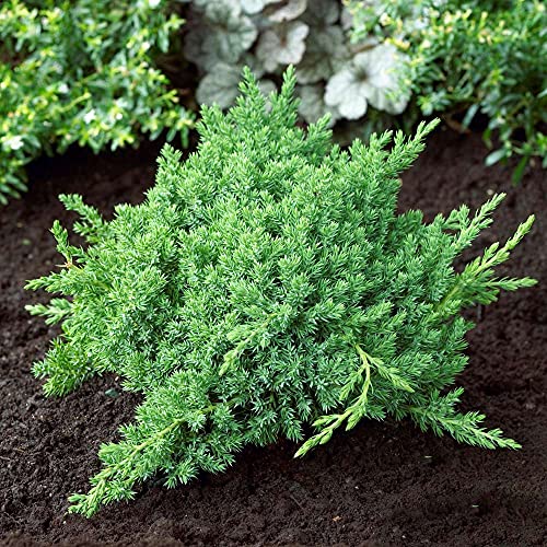 Dwarf Japanese Garden Juniper 3 Live Gallon Plants a7