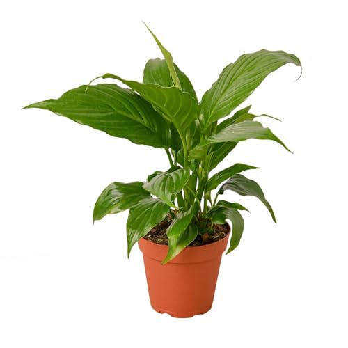 Spathiphyllum 'Peace Lily' 4" Pot