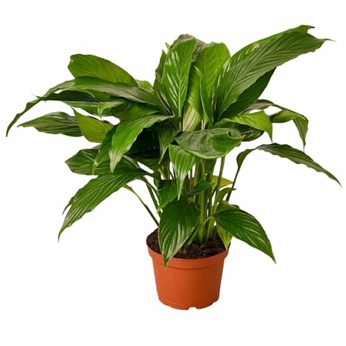 Peace Lily 4" Pot a7