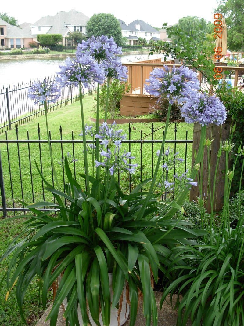 Agapanthus Lily of the Nile - 30 Live Plants a7