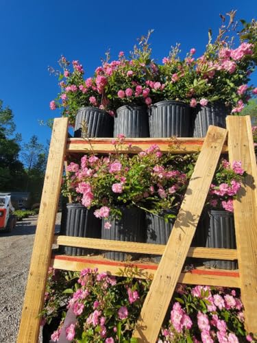 Climbing Rose Live Plant 3 Gallon Pot k7