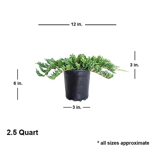 Blue Rug Juniper Evergreen Ground Cover Shrub 6-Pack k7