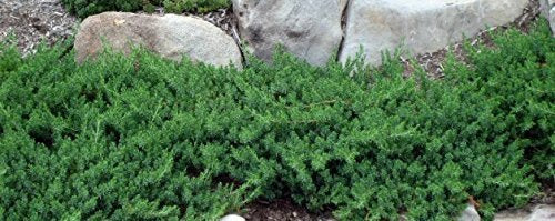 Juniper Blue Pacific Live Plants 2" Pot Evergreen Ground Cover k7