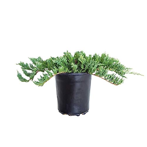 Blue Rug Juniper Evergreen Ground Cover Shrub 6-Pack k7