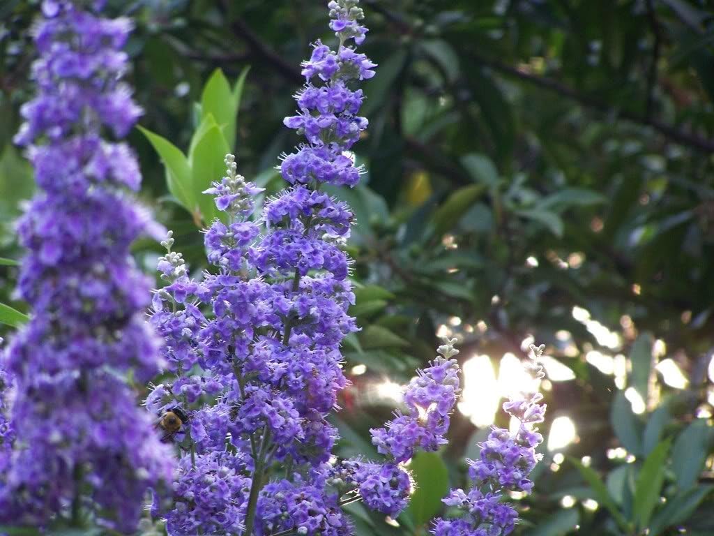 Violet Purple Butterfly Bush Flower Shrub Seeds k7