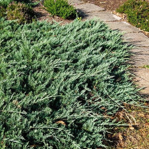 Blue Rug Juniper Evergreen Ground Cover Shrub 6-Pack k7
