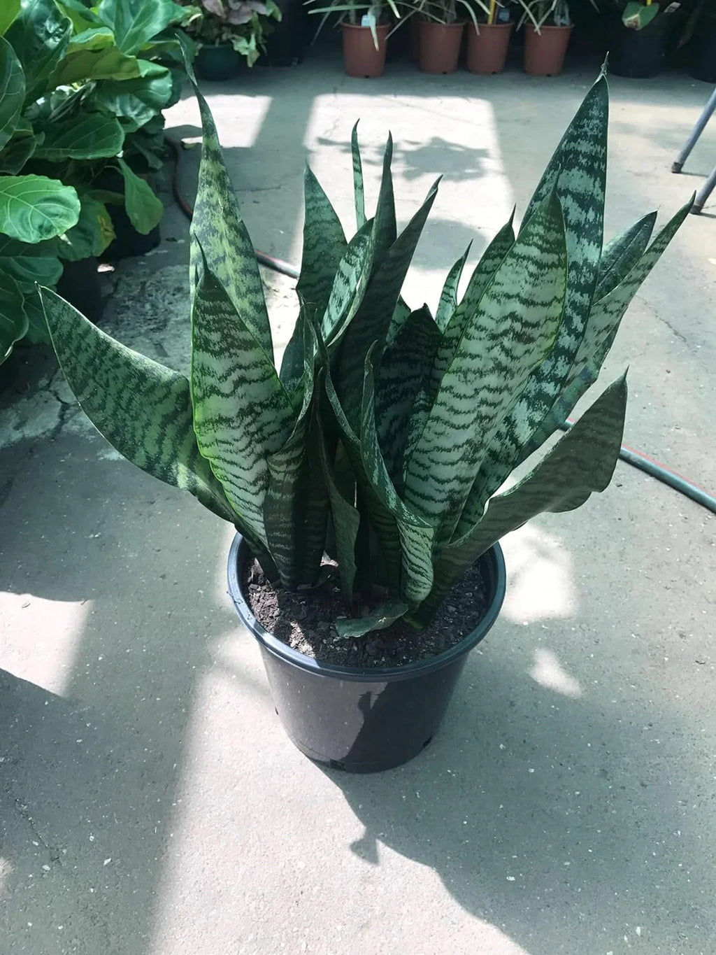 Snake Plant in 4 Inch Pot Easy Care Indoor Houseplant k7