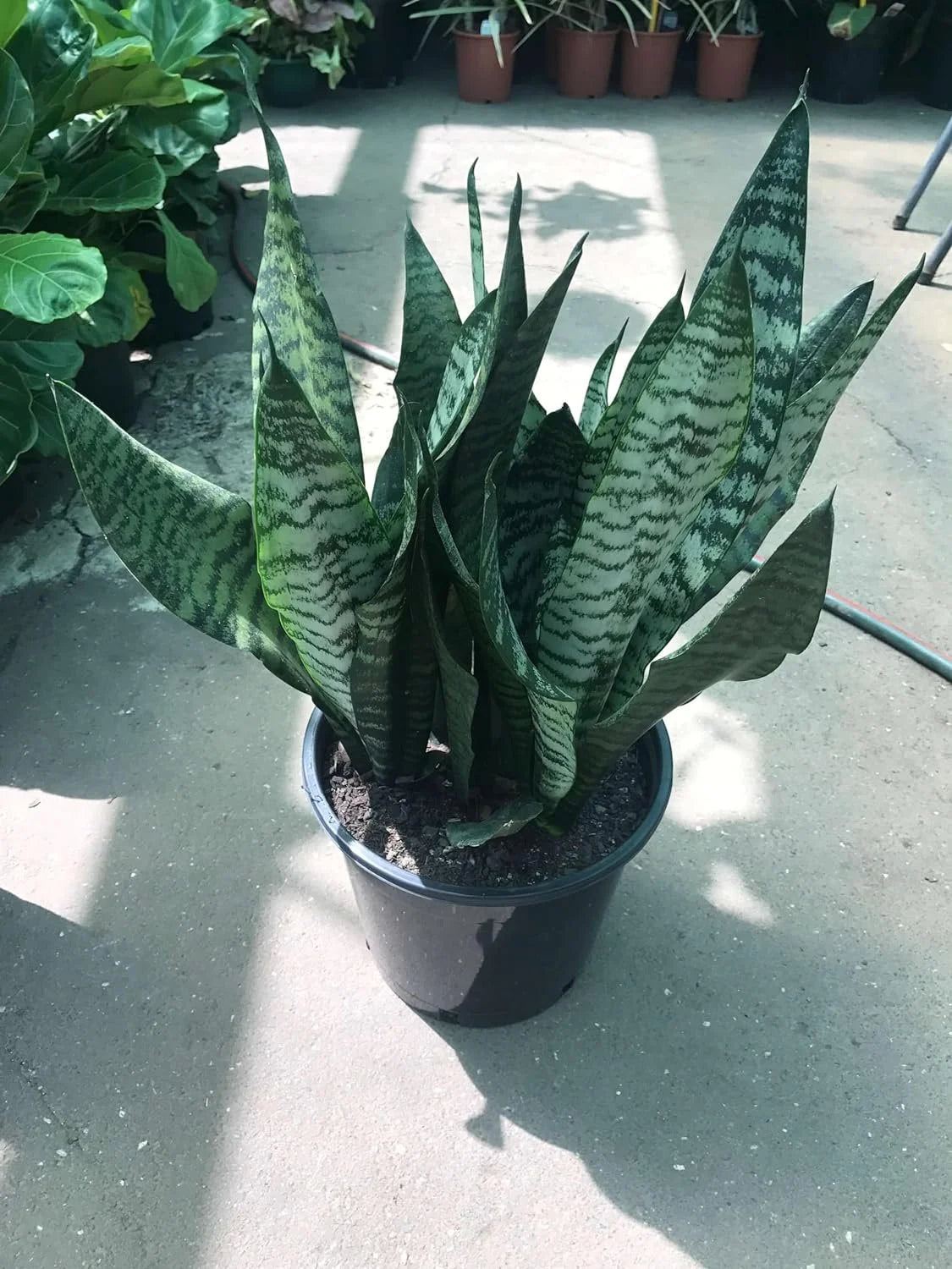 Snake Plant in 4 Inch Pot Easy Care Indoor Houseplant k7