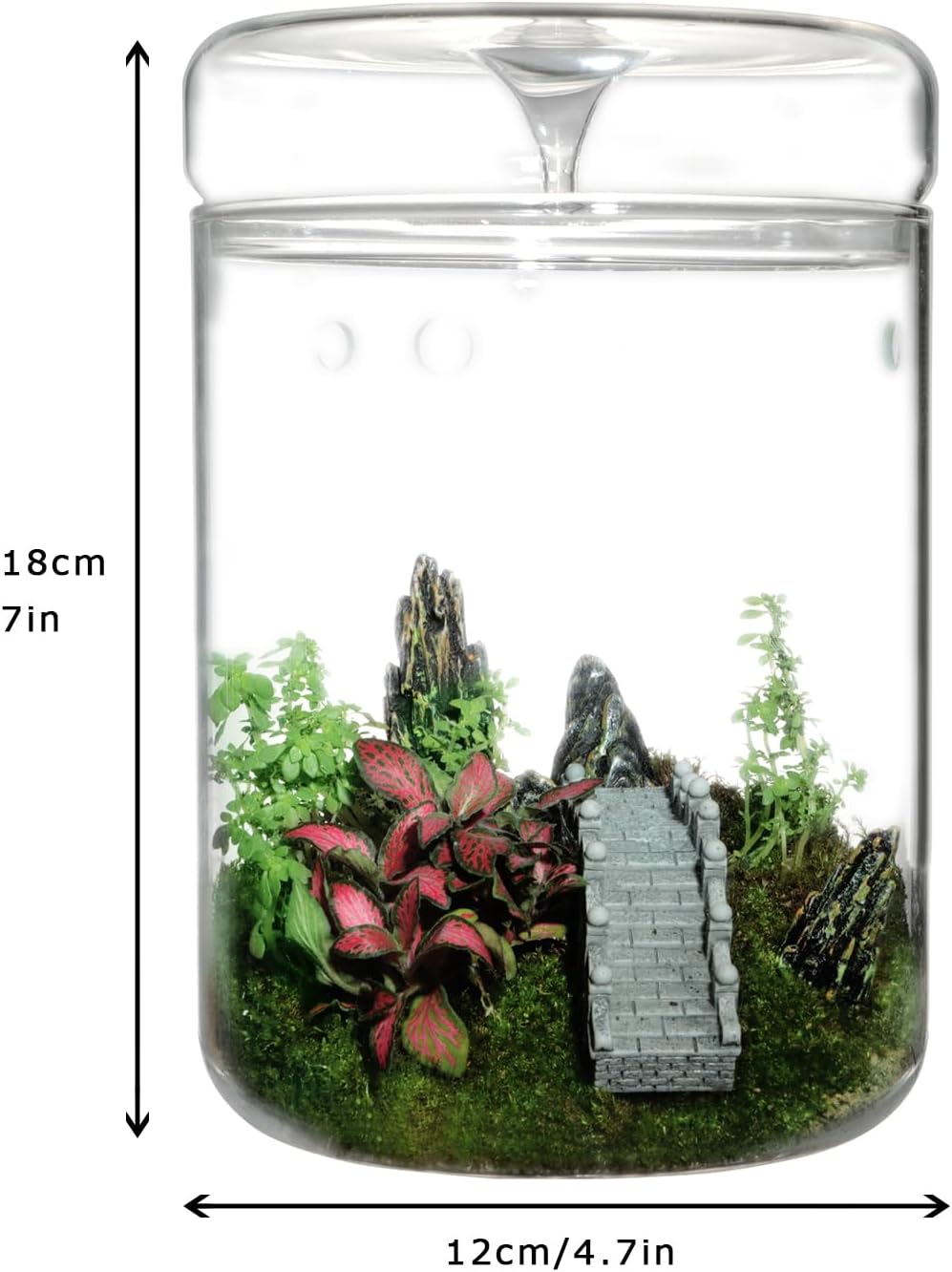 Glass Plant Terrarium 4.7x7in with Lid a9