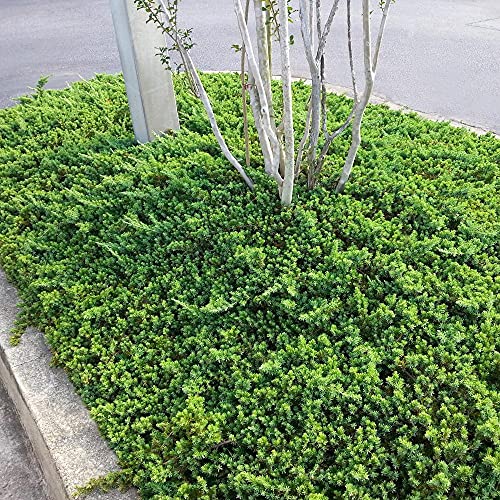 Dwarf Japanese Garden Juniper 3 Live Gallon Plants a7