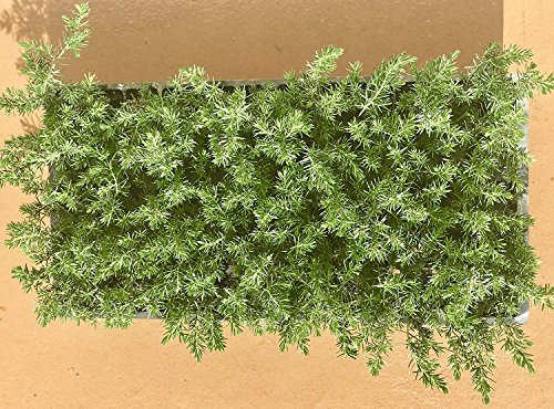 Juniper Blue Pacific Live Plants 2" Pot Evergreen Ground Cover k7