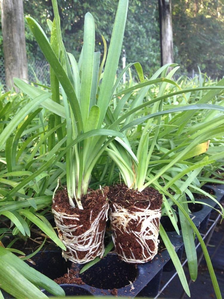 Agapanthus Lily of the Nile - 30 Live Plants a7