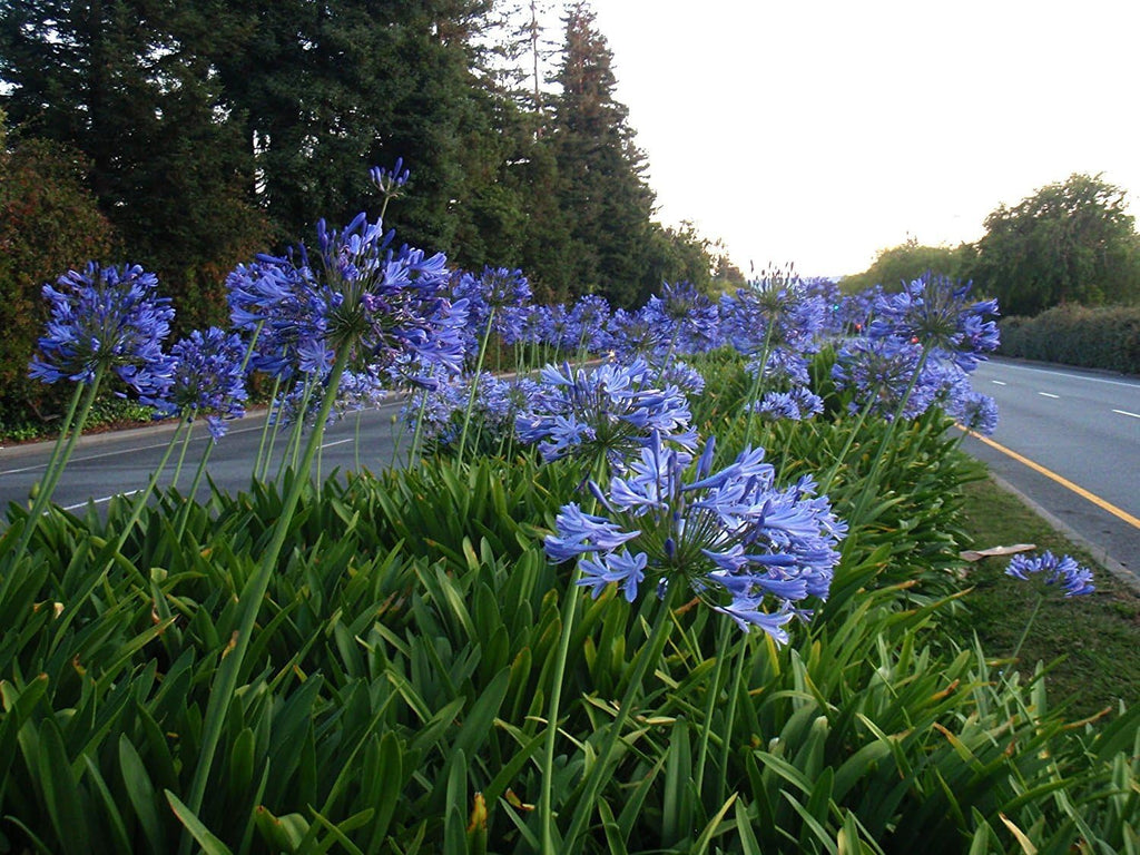 Agapanthus Lily of the Nile - 30 Live Plants a7